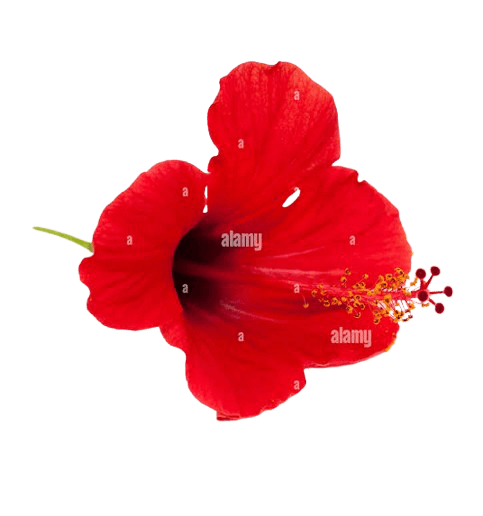 Hibiscus