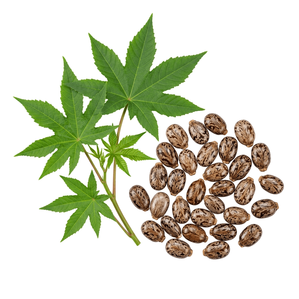 Castor Oil