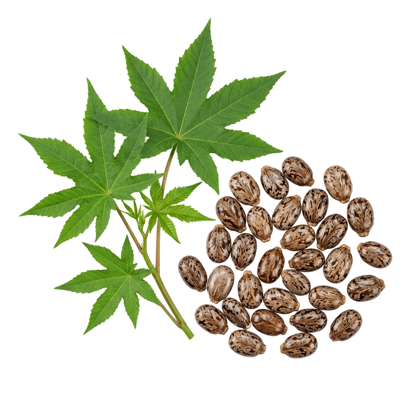 Castor Oil