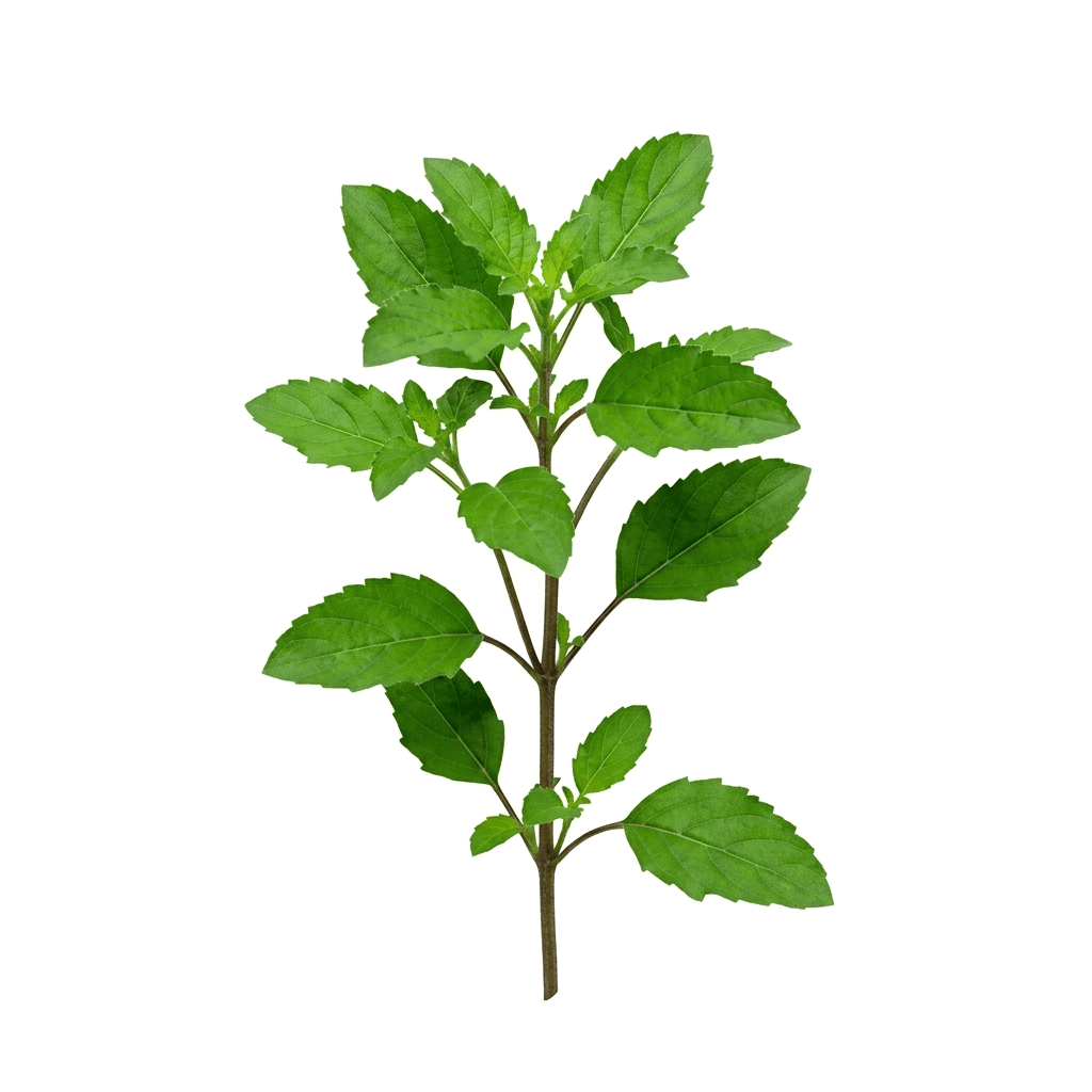 Tulasi