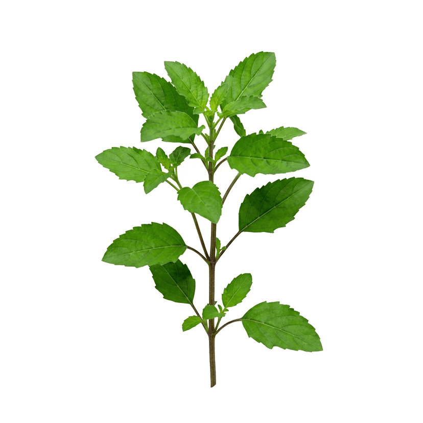 Tulasi